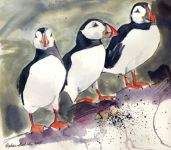 The Misty Isle Puffins